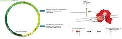 Data Mining by Pluralistic Approach on CRISPR Gene Editing in Plants
